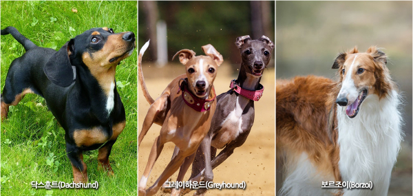 닥스훈트 그레이하운드 보르조이