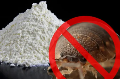 빈대 예방 및 퇴치