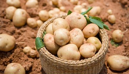 6월 제철 영양 보고! 감자 :땅속의 보물