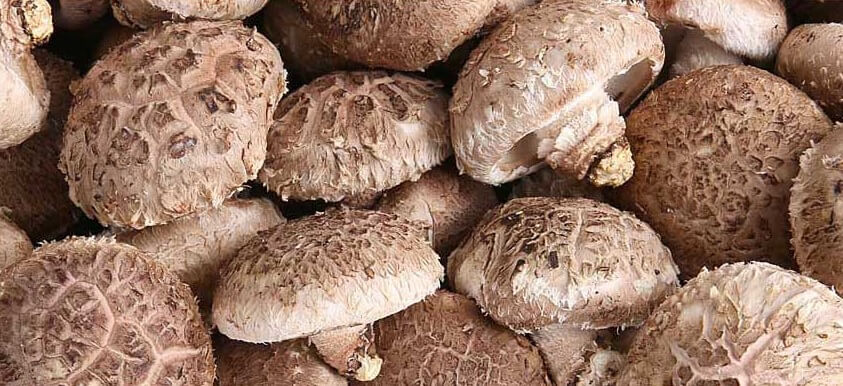 생방송투데이 3806회 넘사벽의 비밀 1억 매출, 버섯 농사짓는 근육맨 편 머쉬앤머슬 버섯 주문방법