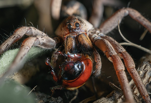 포식성 곤충과 초식성 곤충 – 먹이 선택이 만드는 생태계 균형
