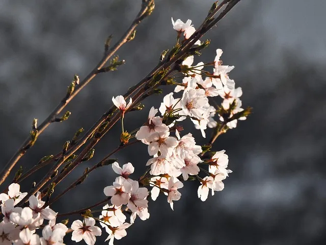 서울 벚꽃 명소 추천 베스트10_7
