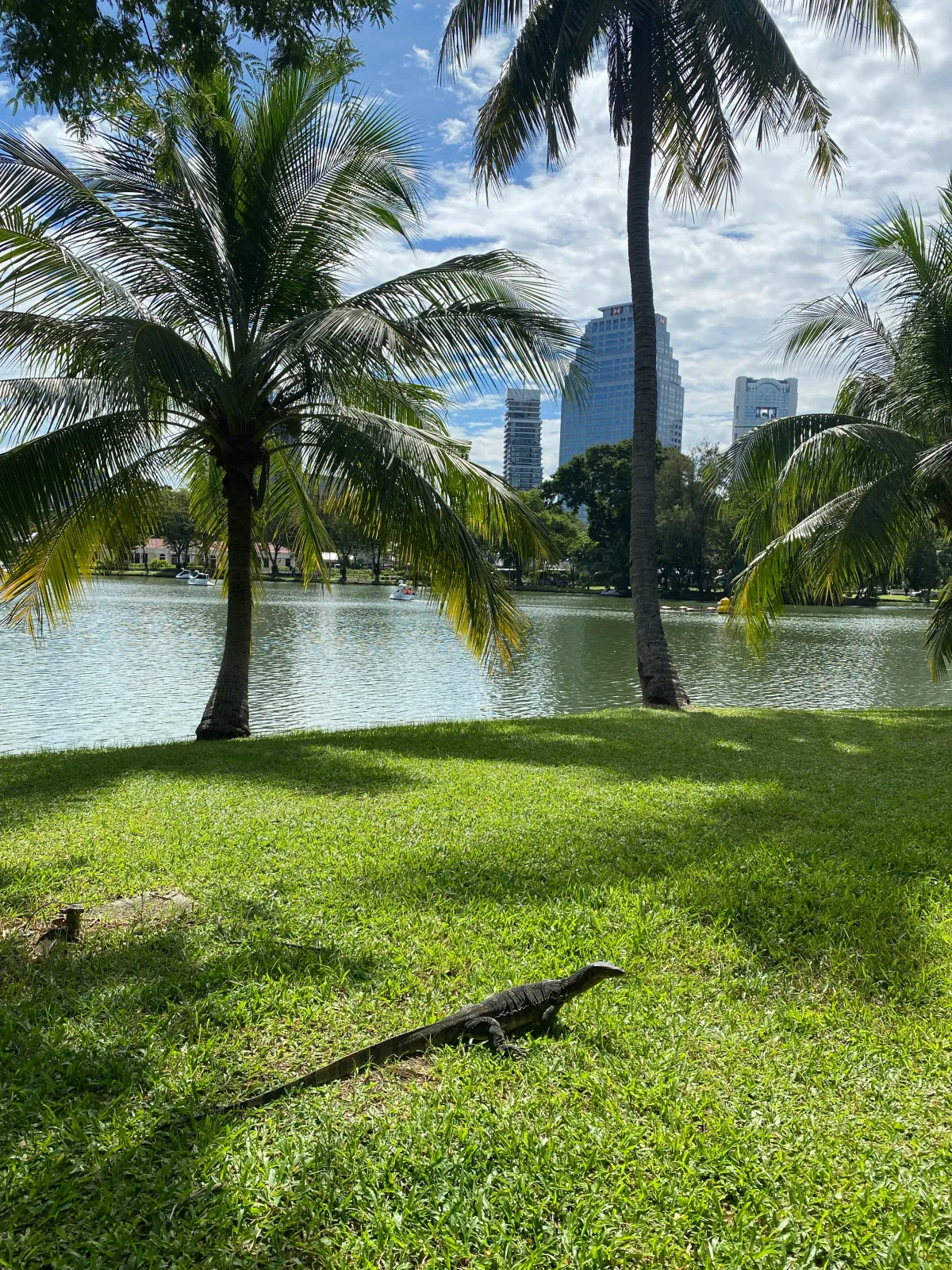 태국-방콕여행-물왕도마뱀-보며-산책하기-좋은-룸피니공원