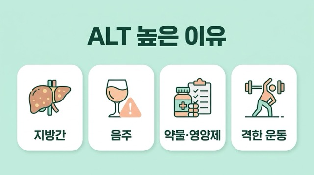 ALT 수치 높은 이유 지방간 음주 약물 건강기능식품