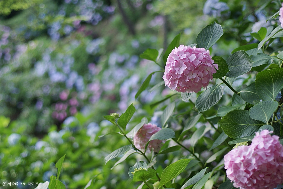 태종대수국사진