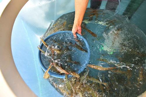 홍성 남당항 대하축제