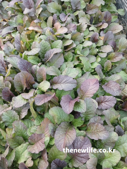 홍갓 효능 - 안토시아닌이 풍부한 붉은 갓이 자라는 밭 전경 사진