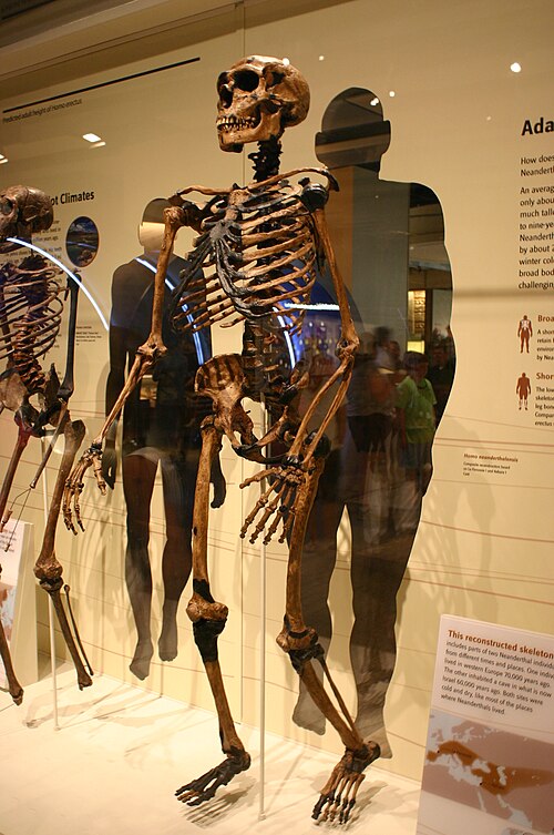 미국 자연사박물관 인간 기원 전시관에 전시된 네안데르탈인(Homo neanderthalensis) 복원 모형