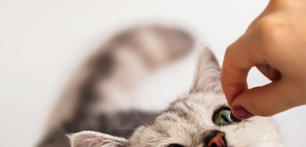 주인에게 간식을 받는 고양이.