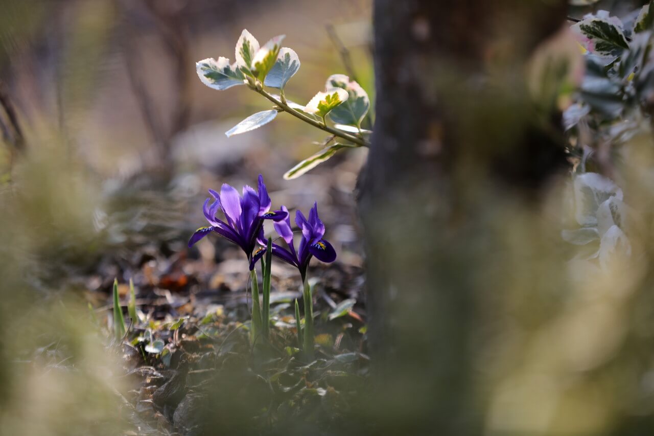 2025 천리포수목원 목련축제 입장료 사전예약