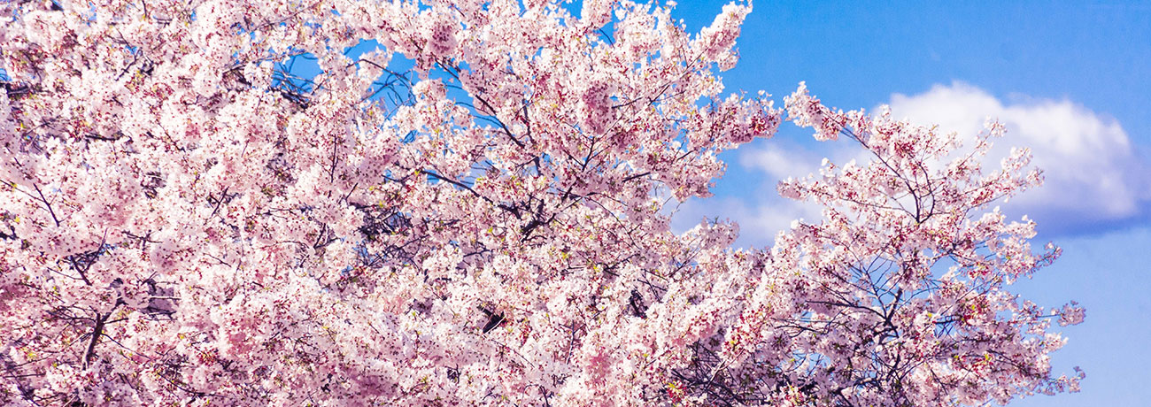 여의도 벚꽃축제 교통통제