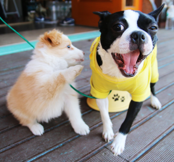 요즘 인기 있기있는 애견 샵 관련 이미지