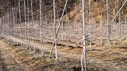 사과나무-묘목-심기-심는시기-식재시기-수확시기