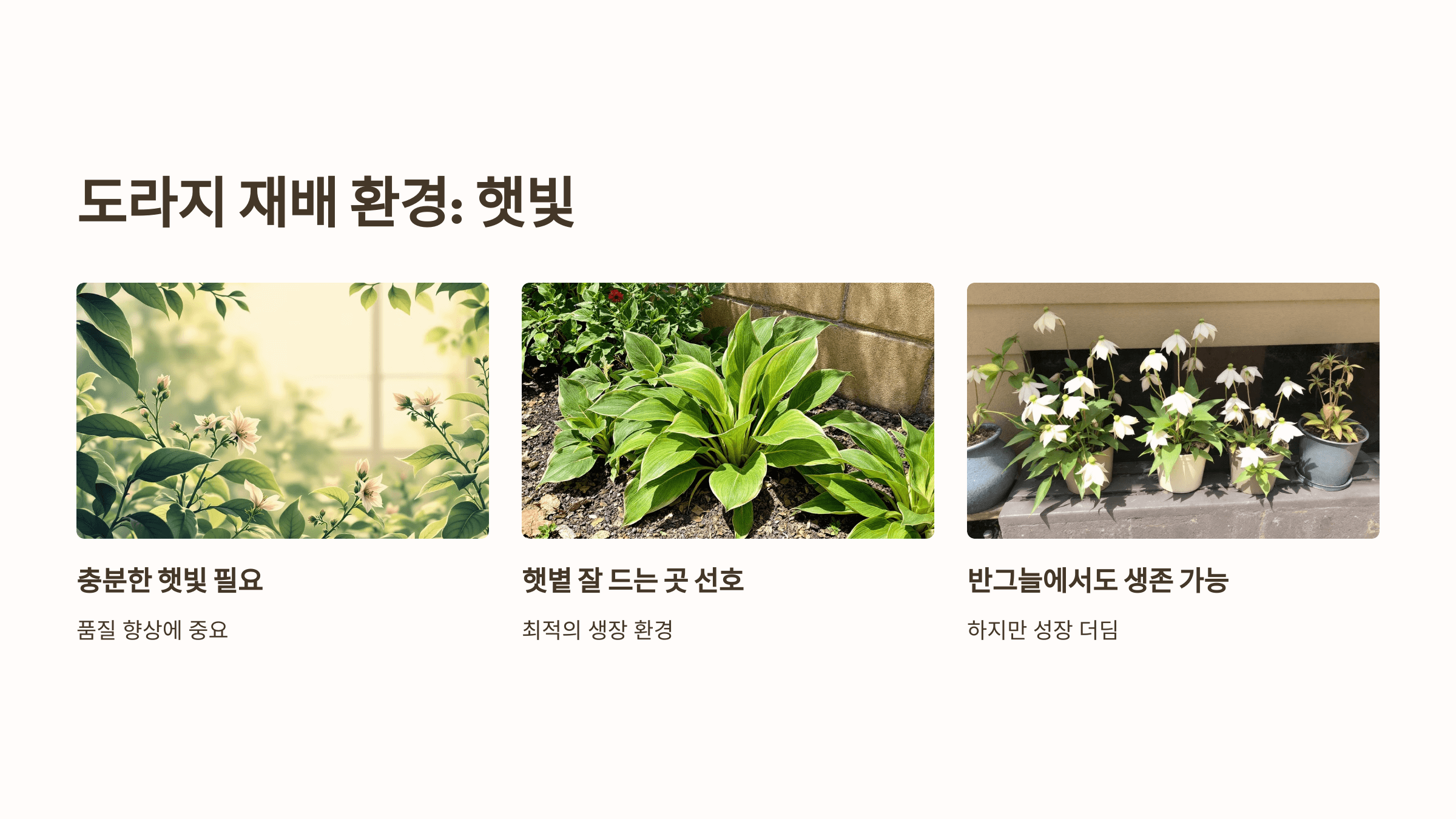 도라지 사진입니다.