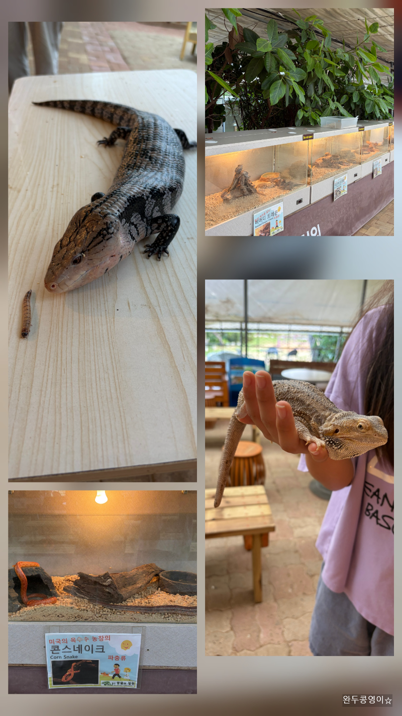 도마뱀 체험