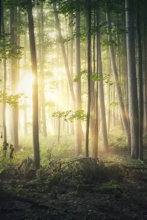 국립공원