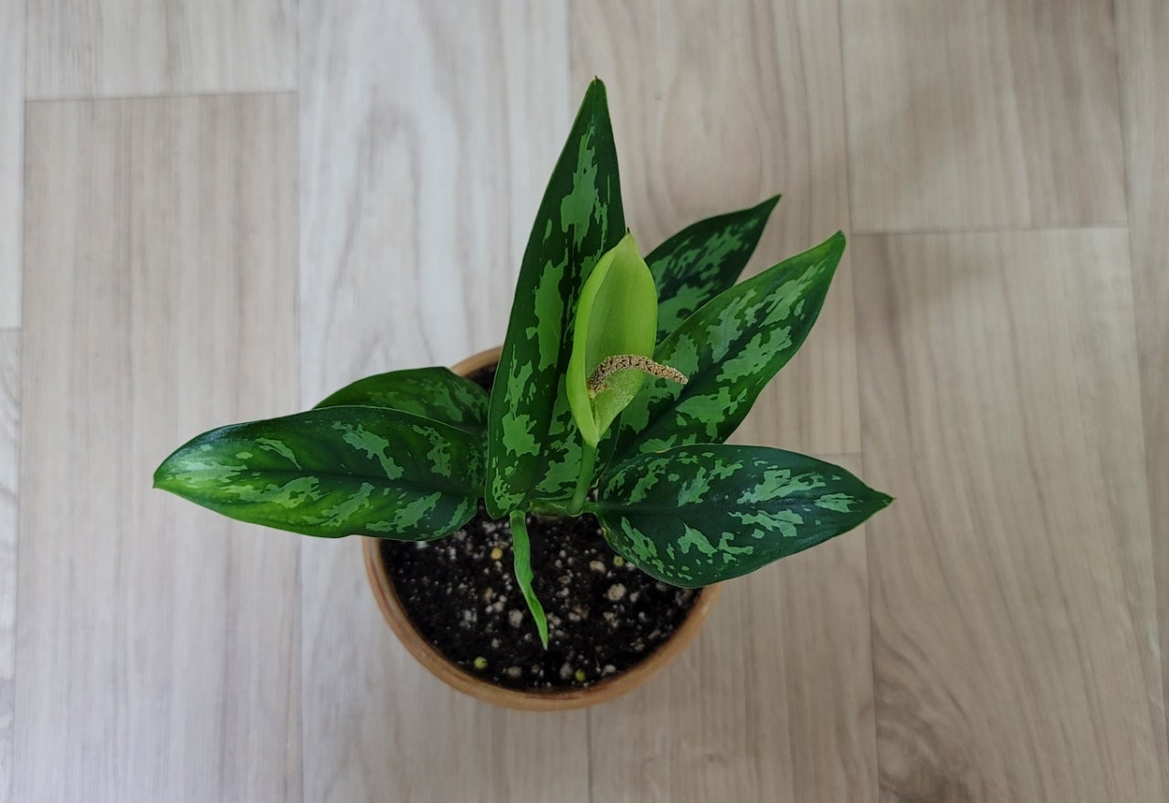 아글라오네마 치유식물