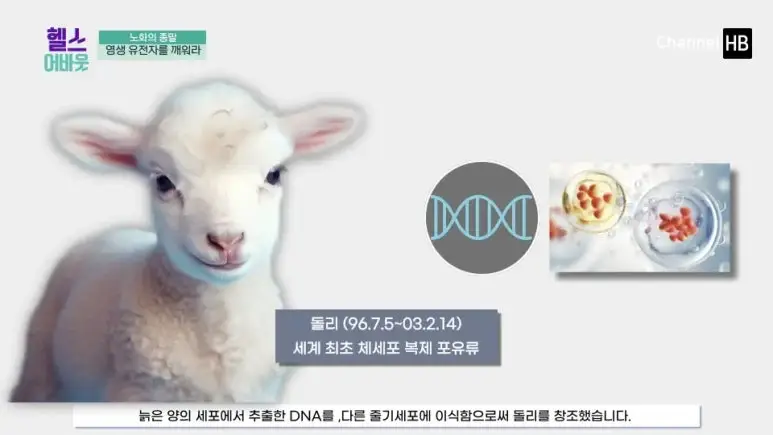 일본nmn효능