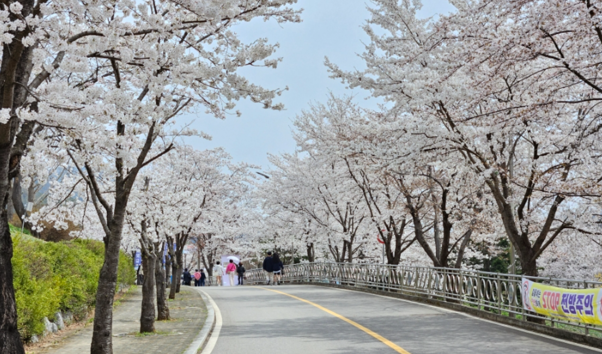 춘천 벚꽃 명소 TOP 30, 봄의 낭만을 찾아서