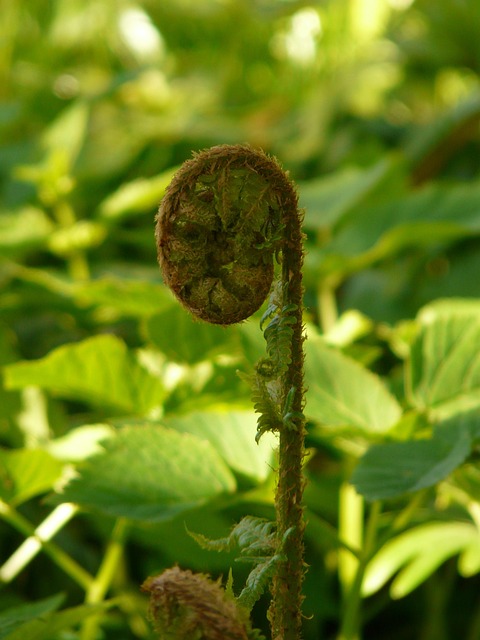 현지인이 알려 주는 산나물 채취 ...관련, 토종 황금 비늘 고사리 사진