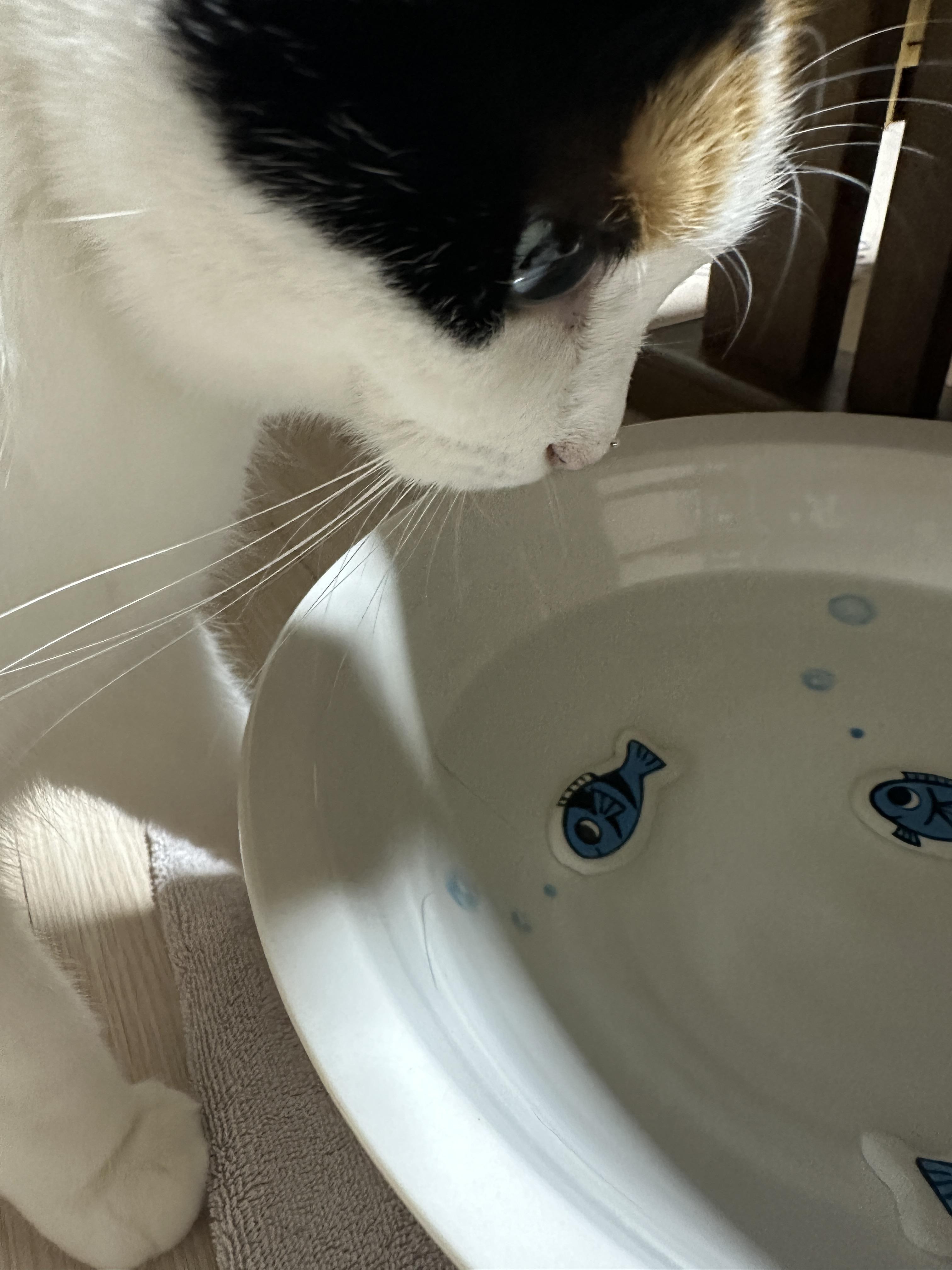 요미_코끝에_물방울