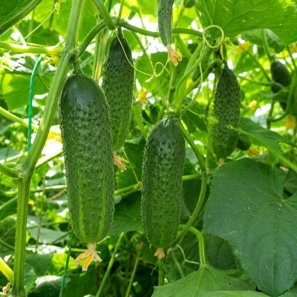 오이지 담그는 방법