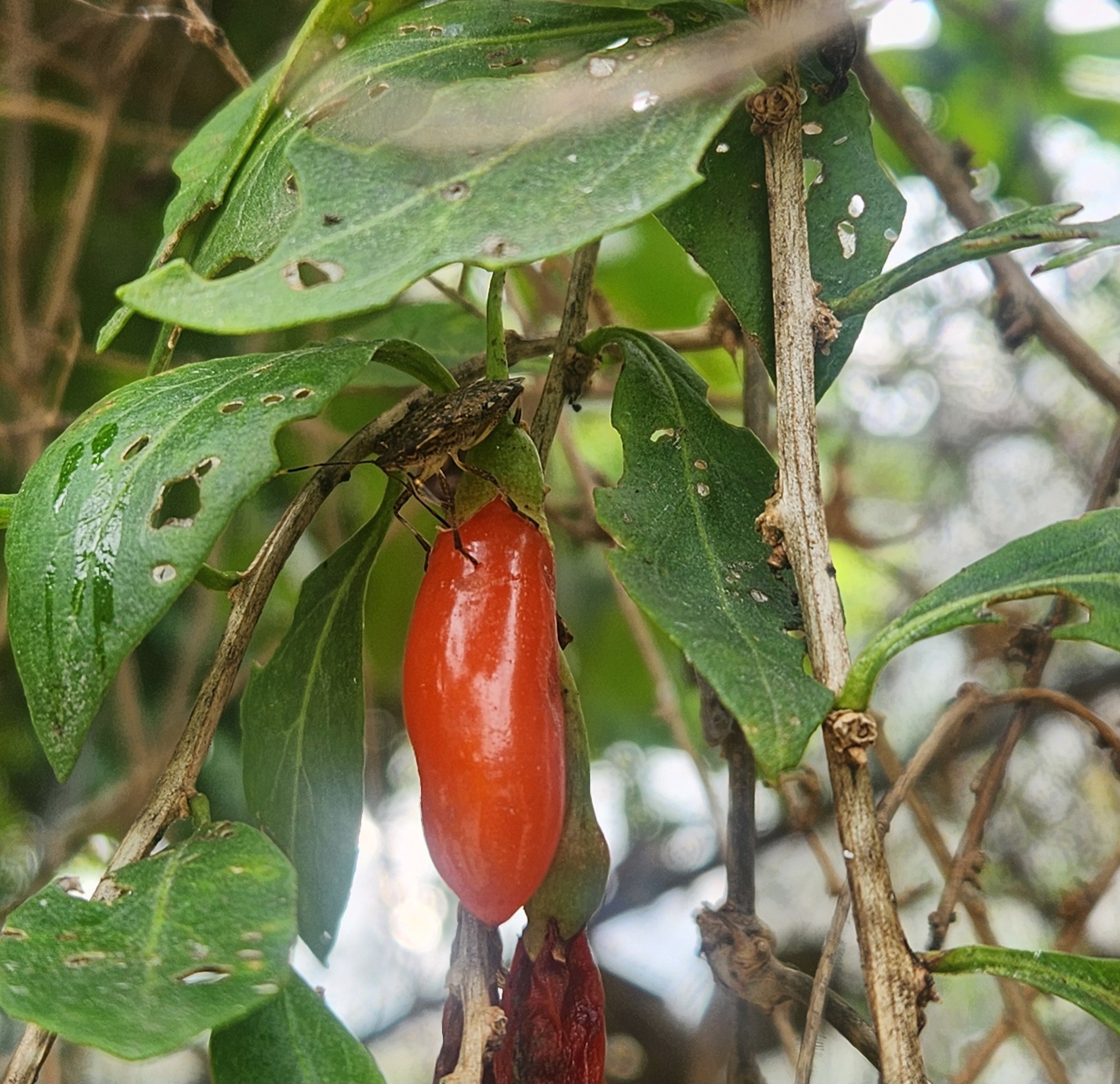 구기자나무에 달린 붉은 열매와 해충