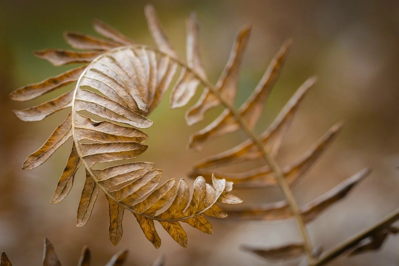 형태학적 식물학