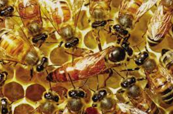 로얄제리만을 먹은 여왕벌