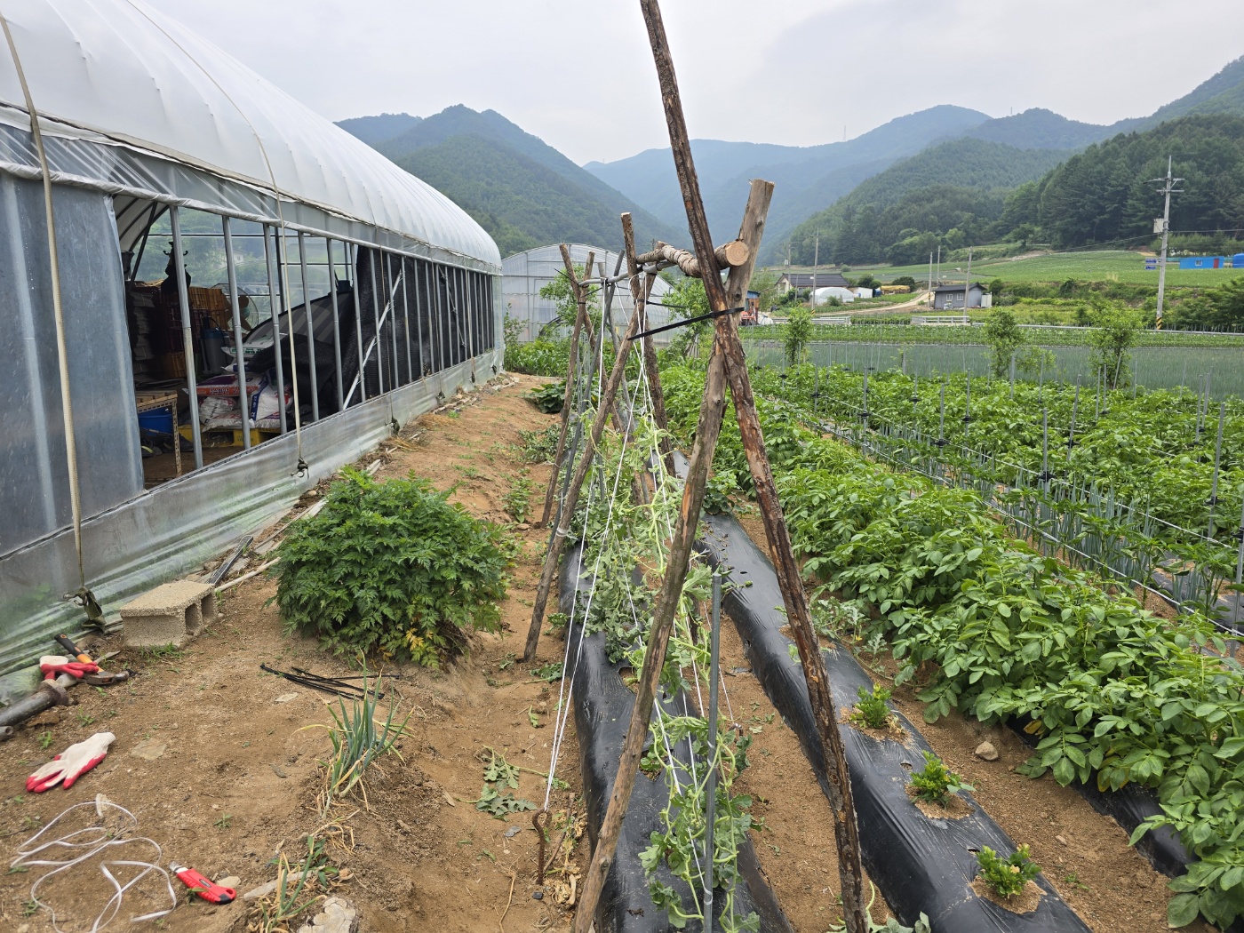 수박지지대 작업