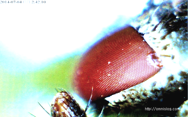 초파리 겹눈 확대사진