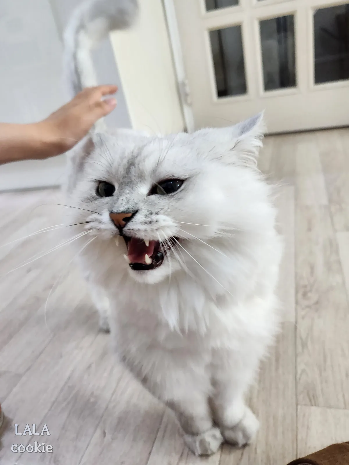 고양이-궁디팡팡-중인-집사와-좋아하는-고양이