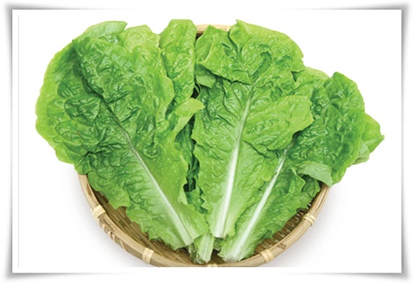 텃밭 "상추 키우기" 초보자도 쉽게 키우는 신선한 쌈 채소 재배의 모든 것!