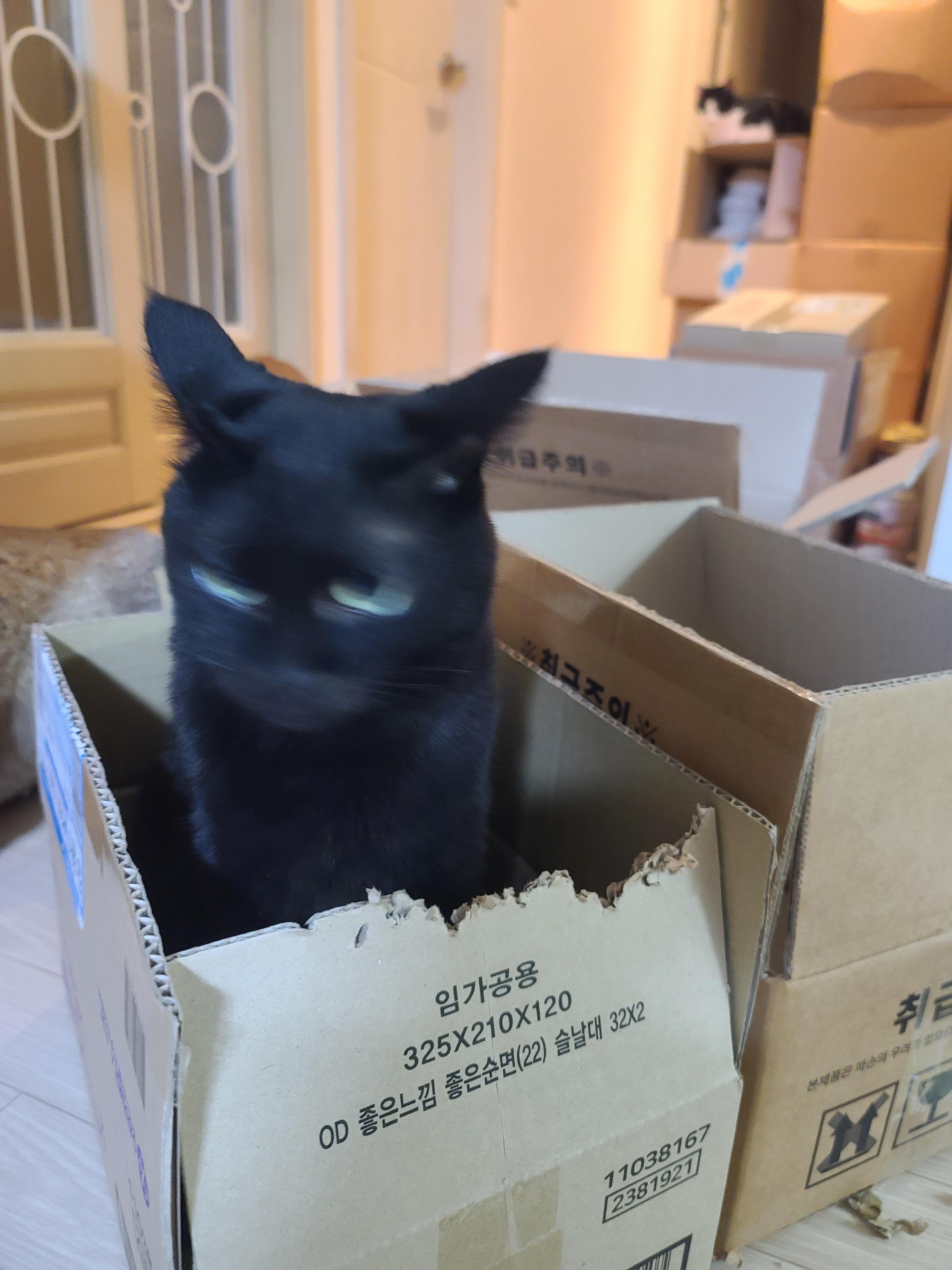 박스가 풍년이다!(feat.신난 건이와 요미.그리고 두리)