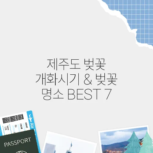 제주도 벚꽃 개화시기 & 벚꽃 명소 BEST 7