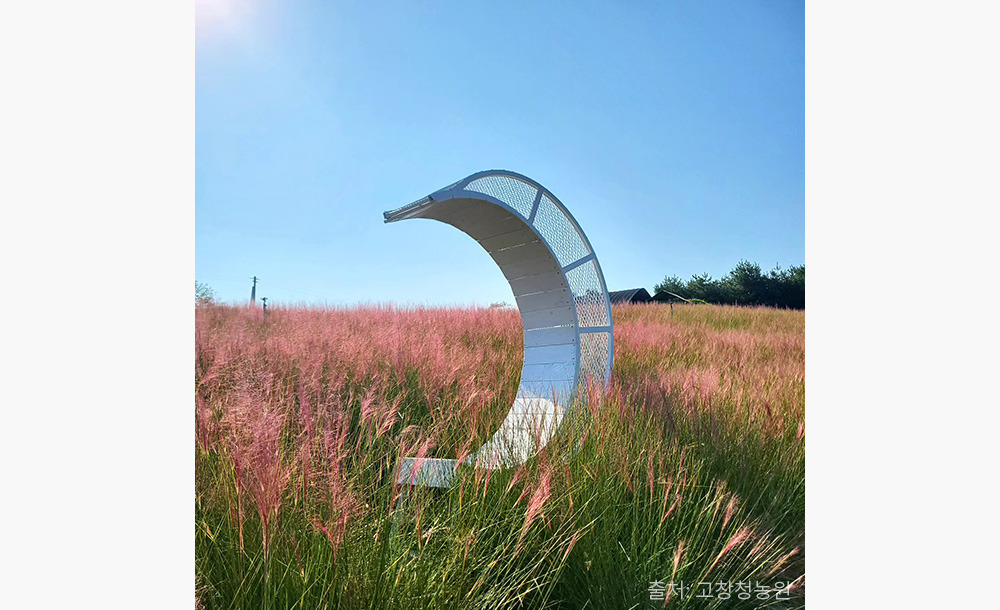 2025 고창 핑크뮬리 축제 🌸 기간·위치·교통·입장료