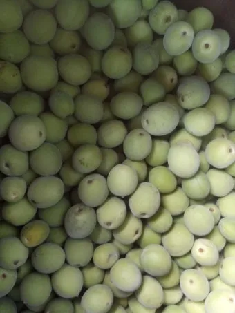 매실 수확 시기 매실장아찌 매실청 매실주 담그는 법_18