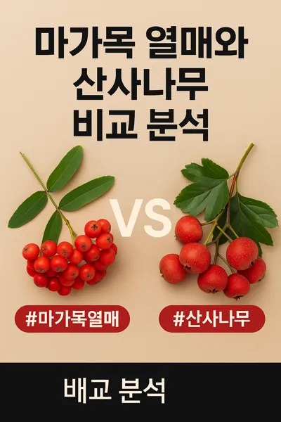 마가목과 산사나무 열매 비교 이미지