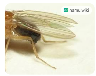 나방파리 완전박멸 꿀팁!