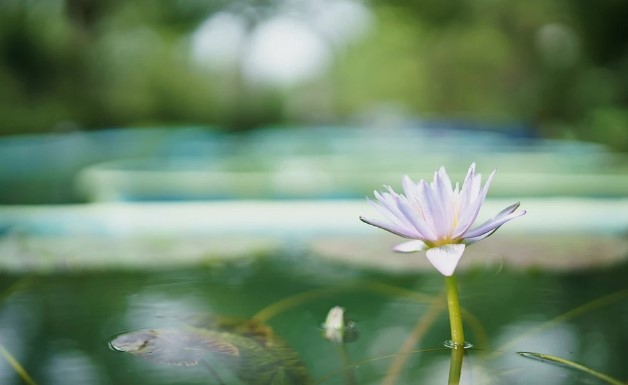 전국 연꽃 축제
