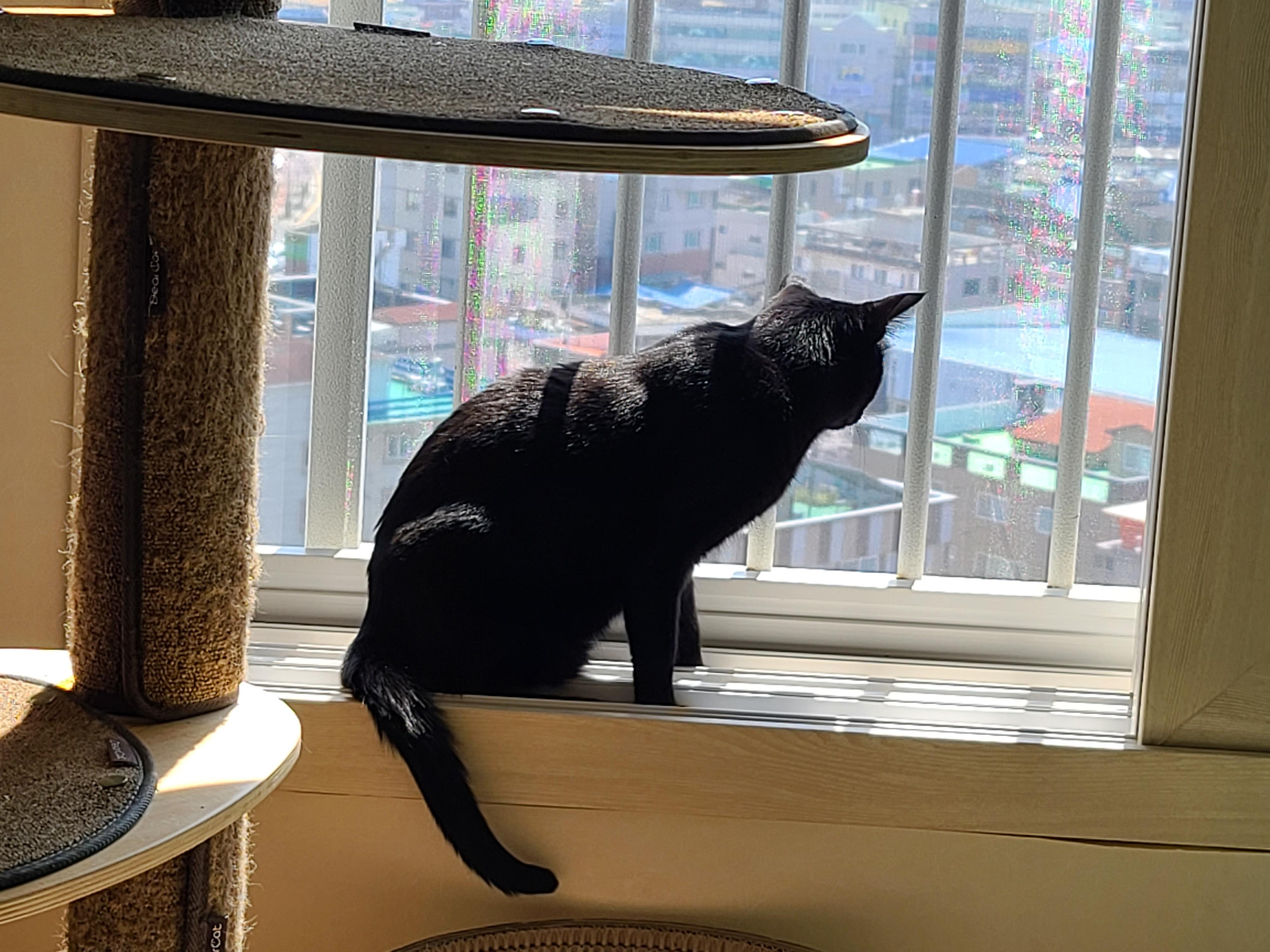 고양이들이 창밖을 보는 이유와 방묘창, 방묘문의 중요성