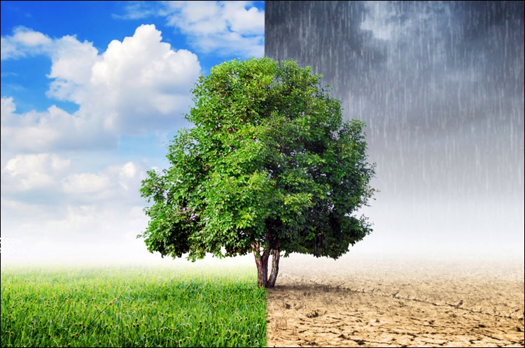 기후 변화 영향