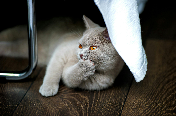 브숏 성격