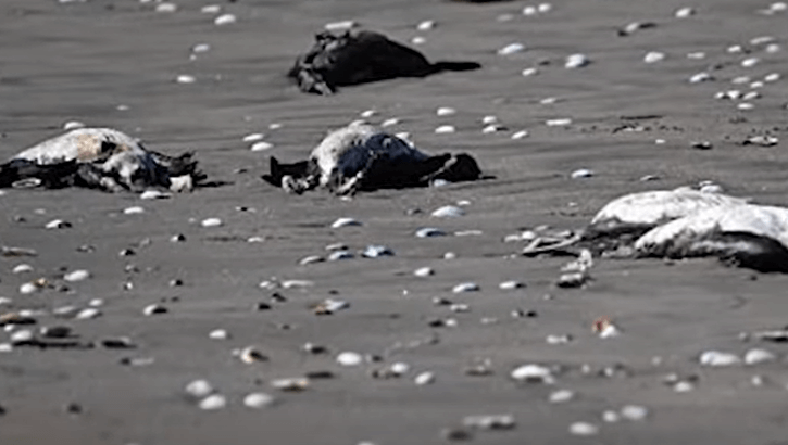 우루과이 펭귄 떼죽음