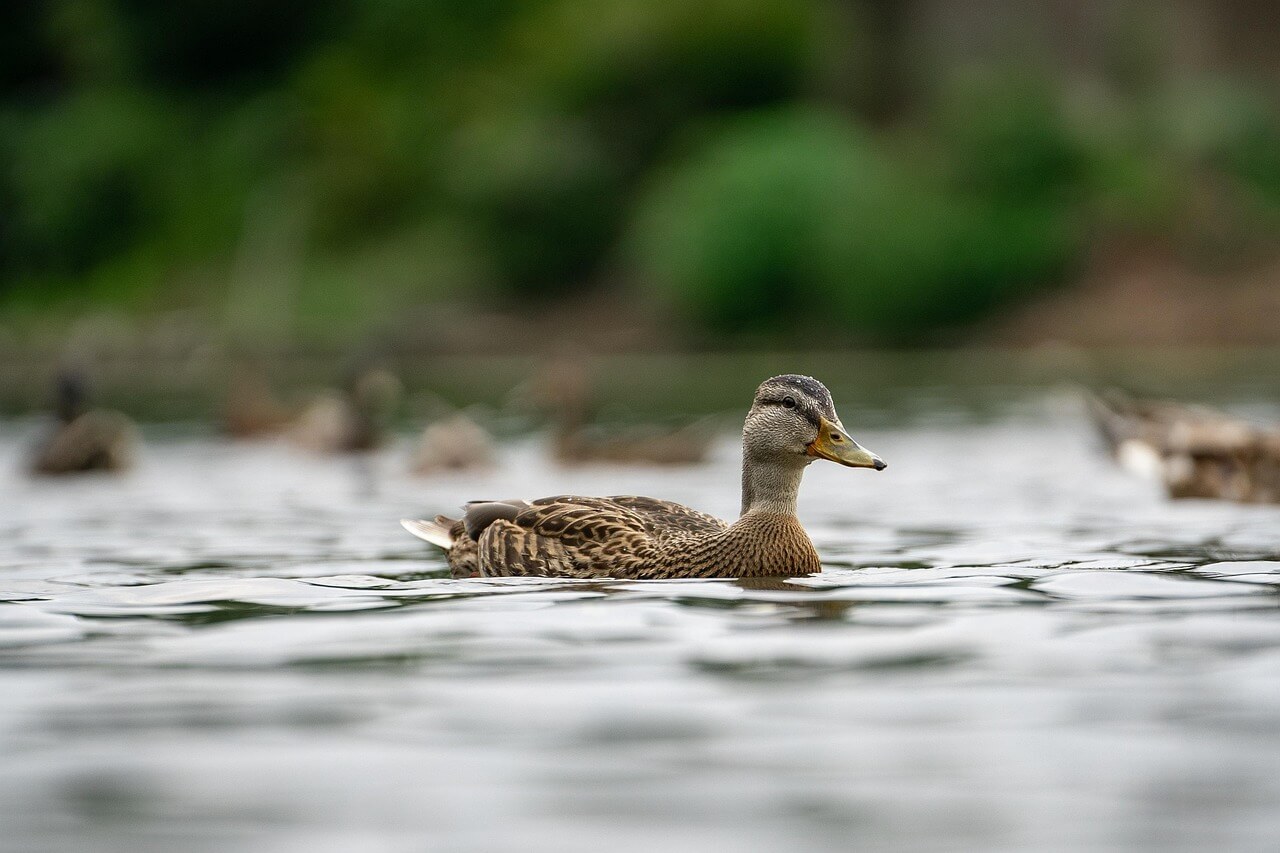 충주호 출렁다리 종댕이길
