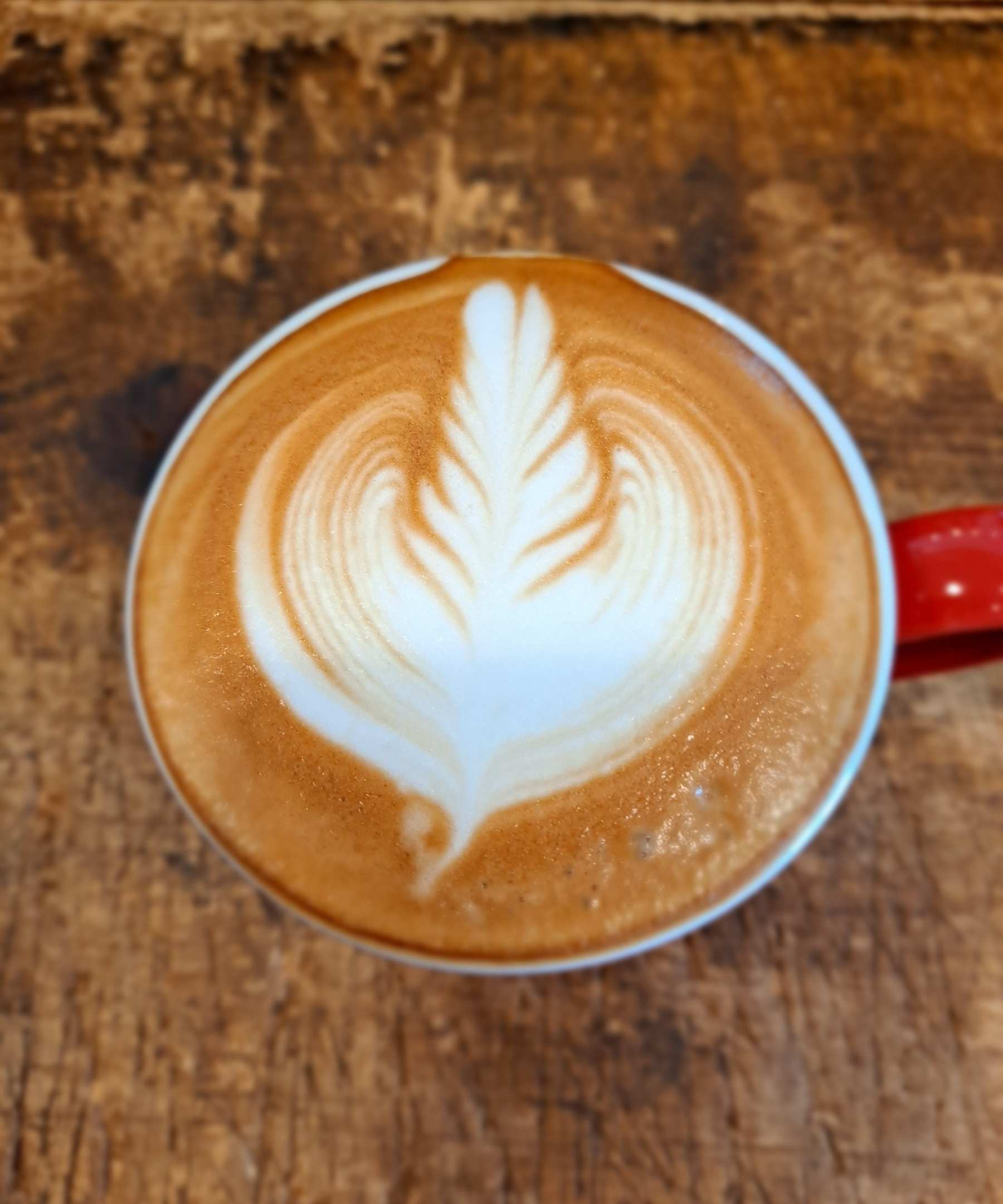 가볍게 로제타 그려봄