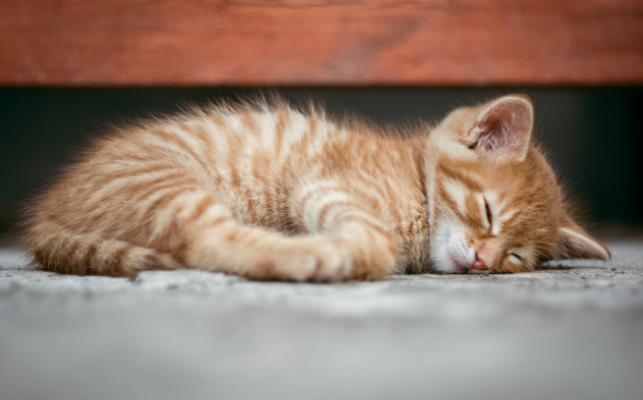 수면에 관여하는 멜라토닌