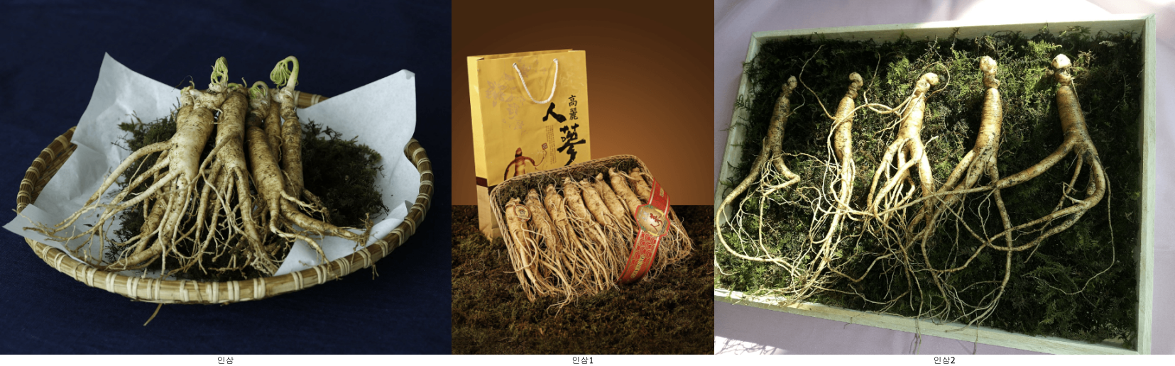 인삼