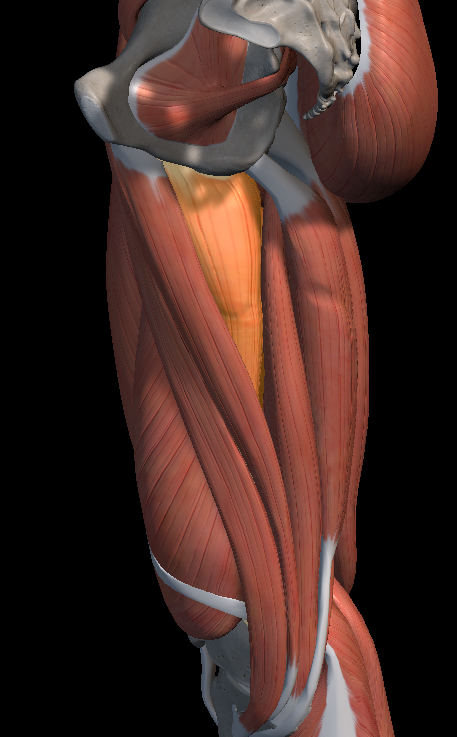 허벅지 통증 원인 증상 치료법