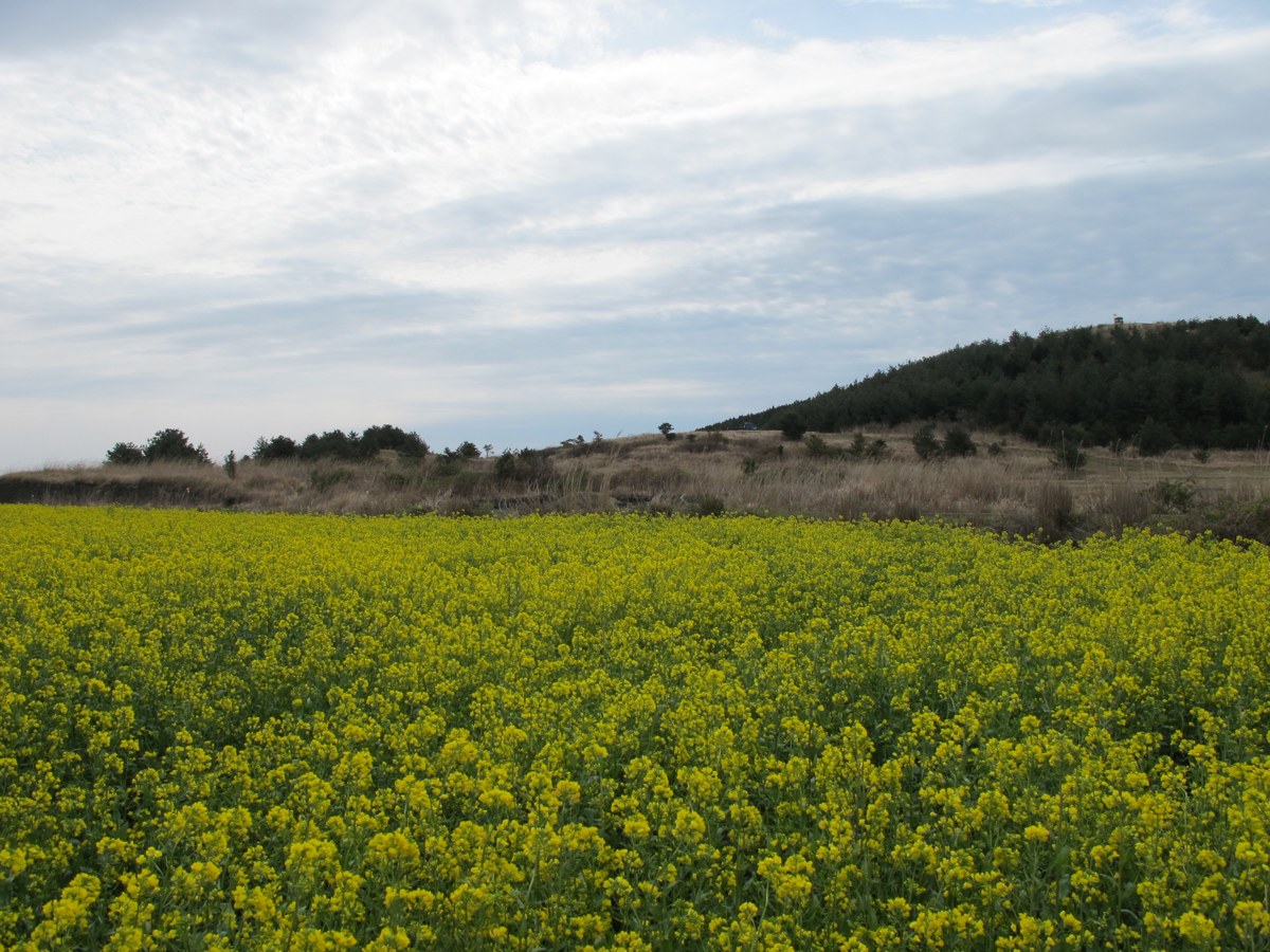 jeju6_사진 408